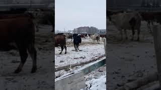 Стадо коров в продаже.Продажа КРС живым весом оптом. Молочные породы коров. agrokros.ru #крс