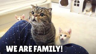 Giving the New Cat Family a Home! | Kittisaurus