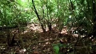 Exploring the jungle of Amparo Island. Video taken by our castaway Ian Argus Stuart