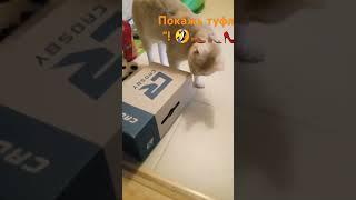 Любопытный наш! 