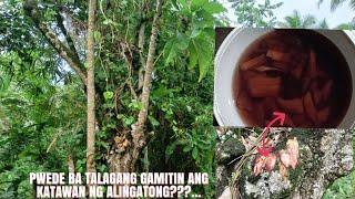 Joebert asor | PWEDE BANG GAMITIN ANG KATAWAN NG ALINGATONG | RED ALINGATONG ROOTS