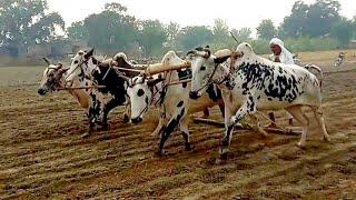 Flat ploughing with four bulls | Bull powered ploughing in the field | Traditional and old punjab