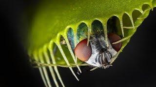 DEADLY Carnivorous Plants! (World's Most Spectacular Plants episode 3 of 14)