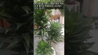 Air Purifying Plant / Tips for Growing Dracaena