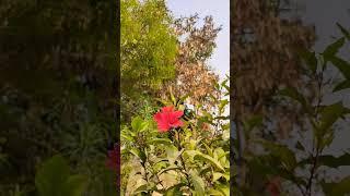 How to grow hibiscus flowers , check description for tips and care.  #flowergardening