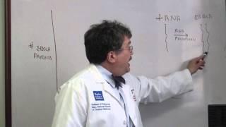 Dr. Peter Hotez Explains: The Ebola Virus