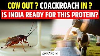 Cockroach milk is found more nutritious than cow's milk? | Why Researchers calling it a ‘superfood’?