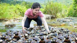 October Harvest Season -  Harvesting A Huge School of Mussel to Sell | Ella Daily Life