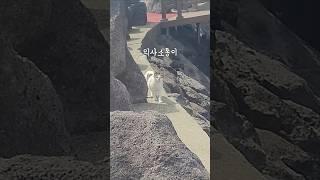 제주올레길 러닝코스고양이와 검은모래라떼는 덤‍