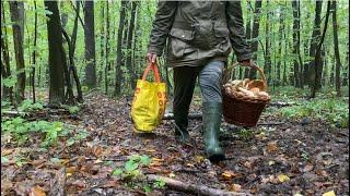 В неділю рано-раненько біжимо провіримо вчорашні місця грибні..білі гриби і ще гриби