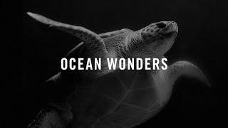 Ocean Wonders: Sea Turtles