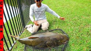 CATCHING Exotic GIANT HYBRID TIGER CATFISH in Florida!