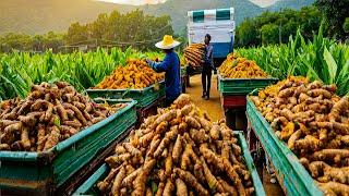 SPICES Making Process From Black Pepper, Turmeric, Chilli in Factory - Black Pepper Cultivation