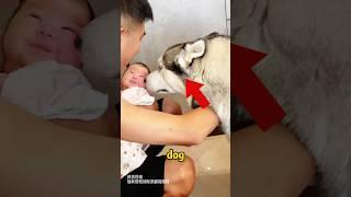 The male dog wants a child of his own.#funnyanimals #pets #shorts #funnypets