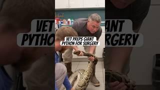 Vet Preps Giant Python for Surgery #wildlife #snake #invasivespecies