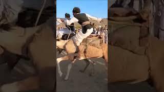 Camel race in Sudan