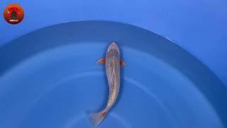 Kataoke { Ooya koi farm } Asagi Nisai Female 46 cm Koi Nieuw 2022