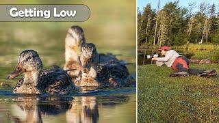 Getting Low For Wildlife Photography