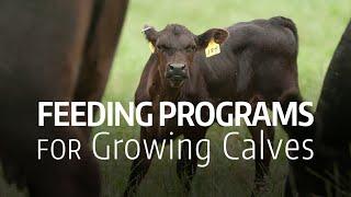 Feeding Programs for Growing Calves