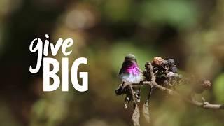 BirdNote: A Catalyst for Conservation