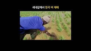아프리카에서 벼 재배 / 보식 #아프리카새마을운동 #farming #세네갈벼농사