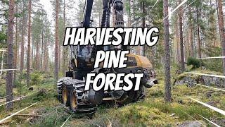 Harvesting pine forest- Ponsse Scorpion