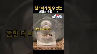 햄스터가 낼 수 있는 최고의 속도 ㅋㅋ