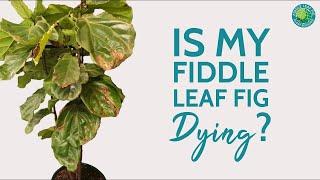 Is My Fiddle Leaf Fig Dead? [Find Out Here!] | Fiddle Leaf Fig Plant Resource Center