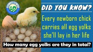 How many eggs will a chicken lay in its life time? When do hens stop laying?