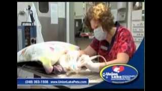 Union Lake Veterinary Hospital Commercial