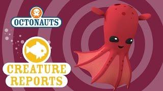 Octonauts: Creature Reports - Vampire Squids