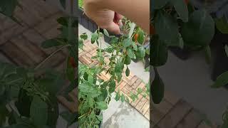 Trồng và thu hoạch quả kỷ tử đỏ - câu kỷ tử #shorts #duonganhgarden