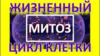 МИТОЗ. ЖИЗНЕННЫЙ ЦИКЛ КЛЕТКИ.