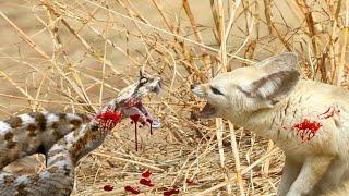 The struggle for survival in the Sahara Desert 'Fennec fox and snake