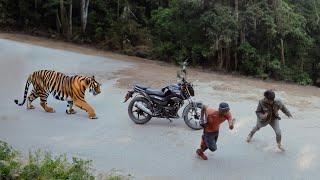 tiger attack man in the forest | tiger attack in jungle | royal Bengal tiger attack  brief film