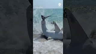 Beachgoers help stranded shark back into the water at Florida beach | ABC News