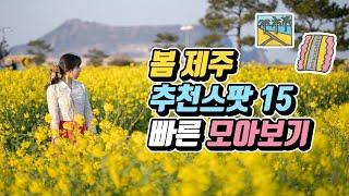 봄 제주 가볼만한 15곳 빠르게 모아보기  (봄꽃스팟 + 봄에 가야 가장 좋은곳)