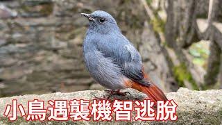 Yan's peak red tail water robin was ambushed. The young man heard the cry and hurried to look for i