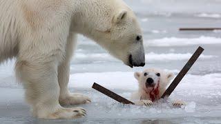 A mother bear's devotion to her injured cub and the sailors' compassionate humanity.