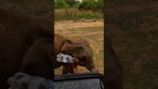 Kid Elephant Tusker Charge #srilanka #wildlife