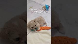 강아지는 어떤 장난감을 좋아할까? #강아지 #반려견 #애견영상 #puppy #말티푸 #박쪼꼼 #말티푸박쪼꼼 #아기말티푸 #아기강아지 #강아지브이로그 #강아지일상 #dog