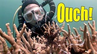 Venomous Fish (HD) | JONATHAN BIRD'S BLUE WORLD