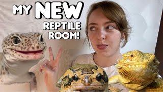 My NEW Reptile Room Has Walls!