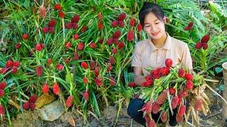 Harvest Forest Pineapple Goes to the market sell | Ella Daily Life