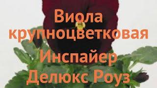 Виола крупноцветковая Роуз Блотч  виола Роуз Блотч обзор: как сажать семена виолы Роуз Блотч