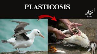 Plasticosis | Urdu World Facts | #viralvideo