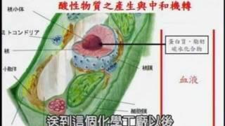 王辉明医师讲 - 改变饮食预防癌症 (全集)