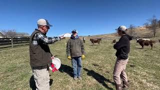 Greg Judy Sorting Cattle Methods