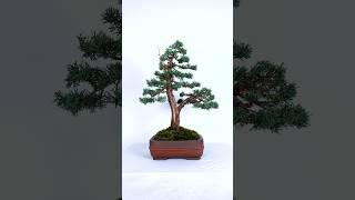 Unreal Juniper Bonsai Styling!