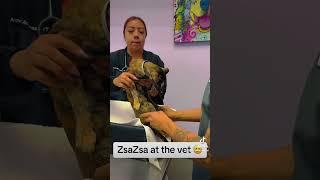 Our Tortie Cat At the Vet - So Well Behaved!
